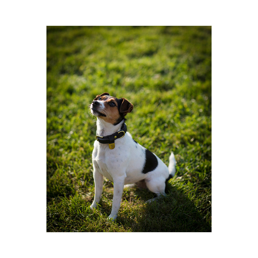 Irma Dog Collar Finnish Equestrian Co