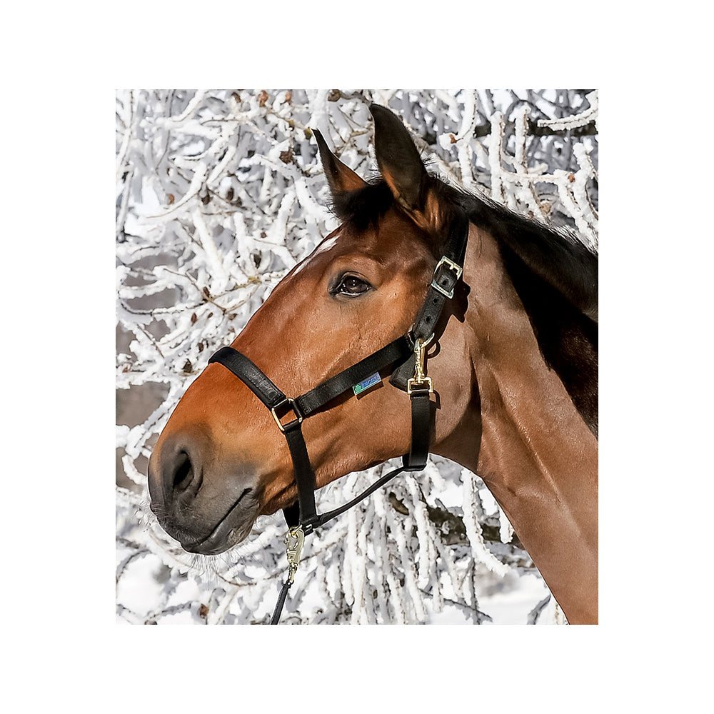 Bucas pehmustettu riimu