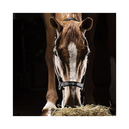 Equiline Timmy nailonriimu