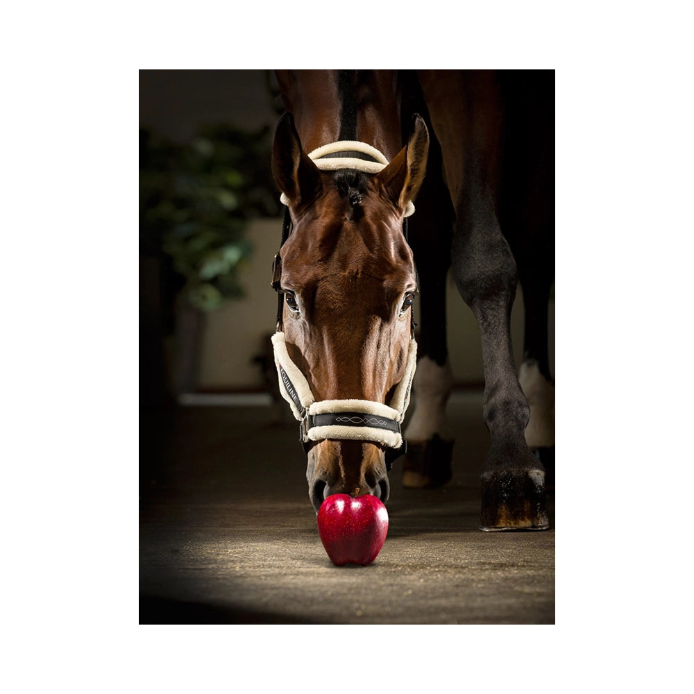 Equiline Tom musta riimu tekokarvapehmusteella hevosen päässä, tyylikäs ja pehmeä riimu arkeen