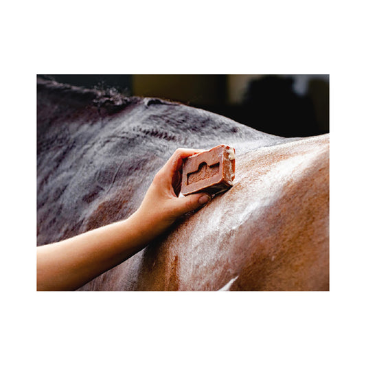 Kevin Bacon's Hevossaippua