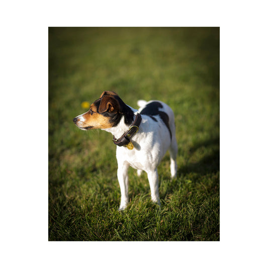 Irma Dog Collar Finnish Equestrian Co