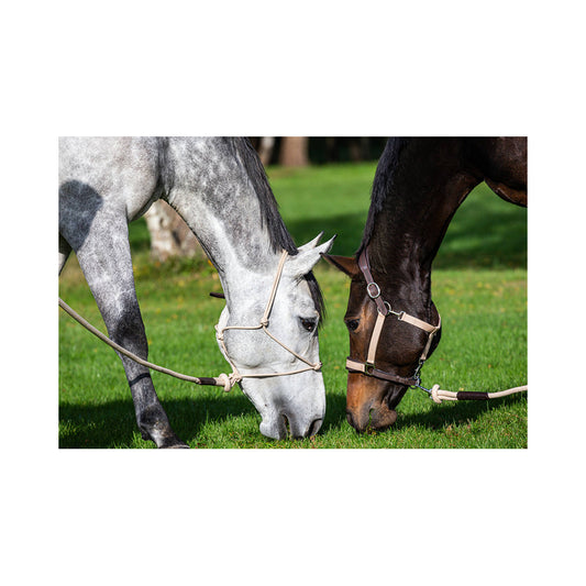 Dyón naruriimu LCC La Cense