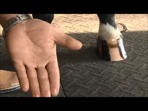 Kaviorasva Kevin Bacon's Hoof Dressing