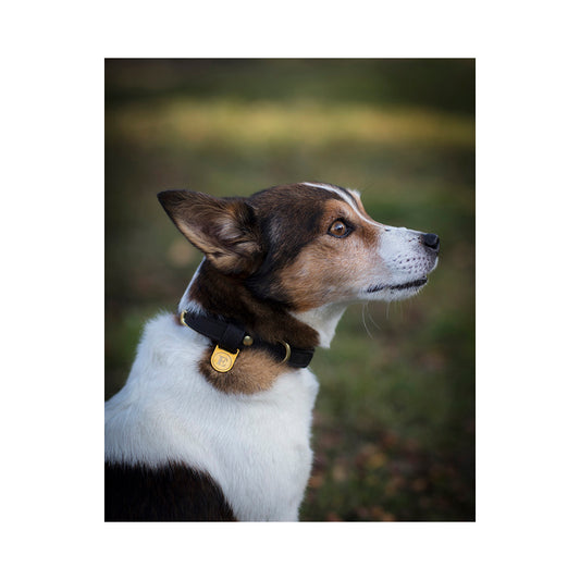 Irma Dog Collar Finnish Equestrian Co